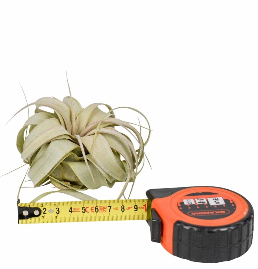 tillandsia xerographica x15, D 9