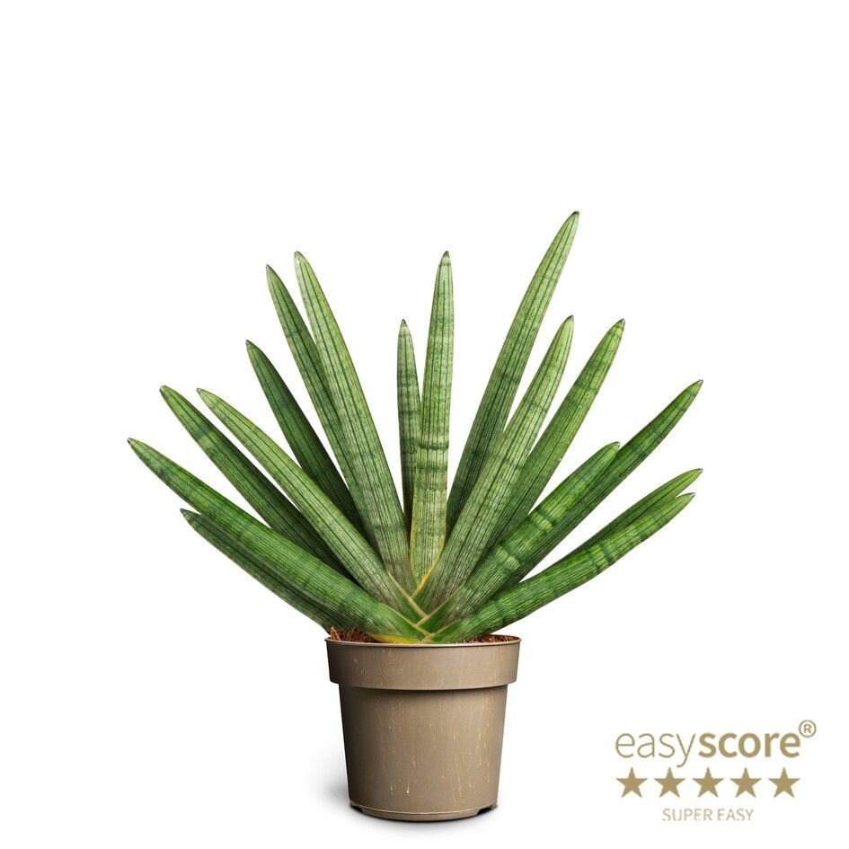 Sansevieria ´Boncellensis´, D 17