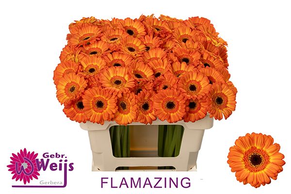 Гермини Фламэйзин, шт.