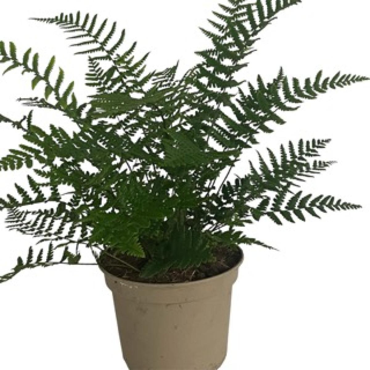 Dryopteris wallichiana, D 17 cm