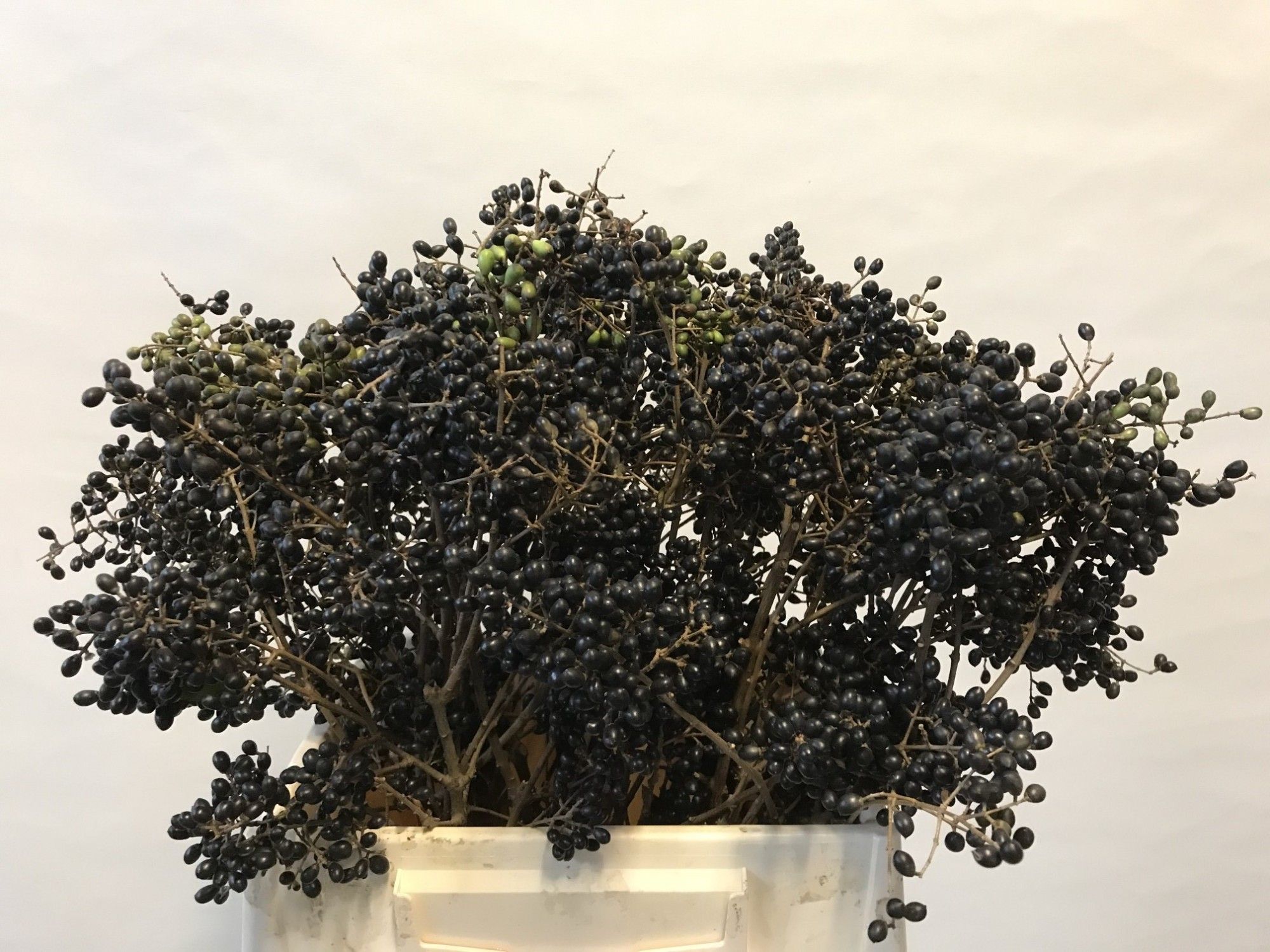 Лигуструм Винтер Джевел 50, шт.