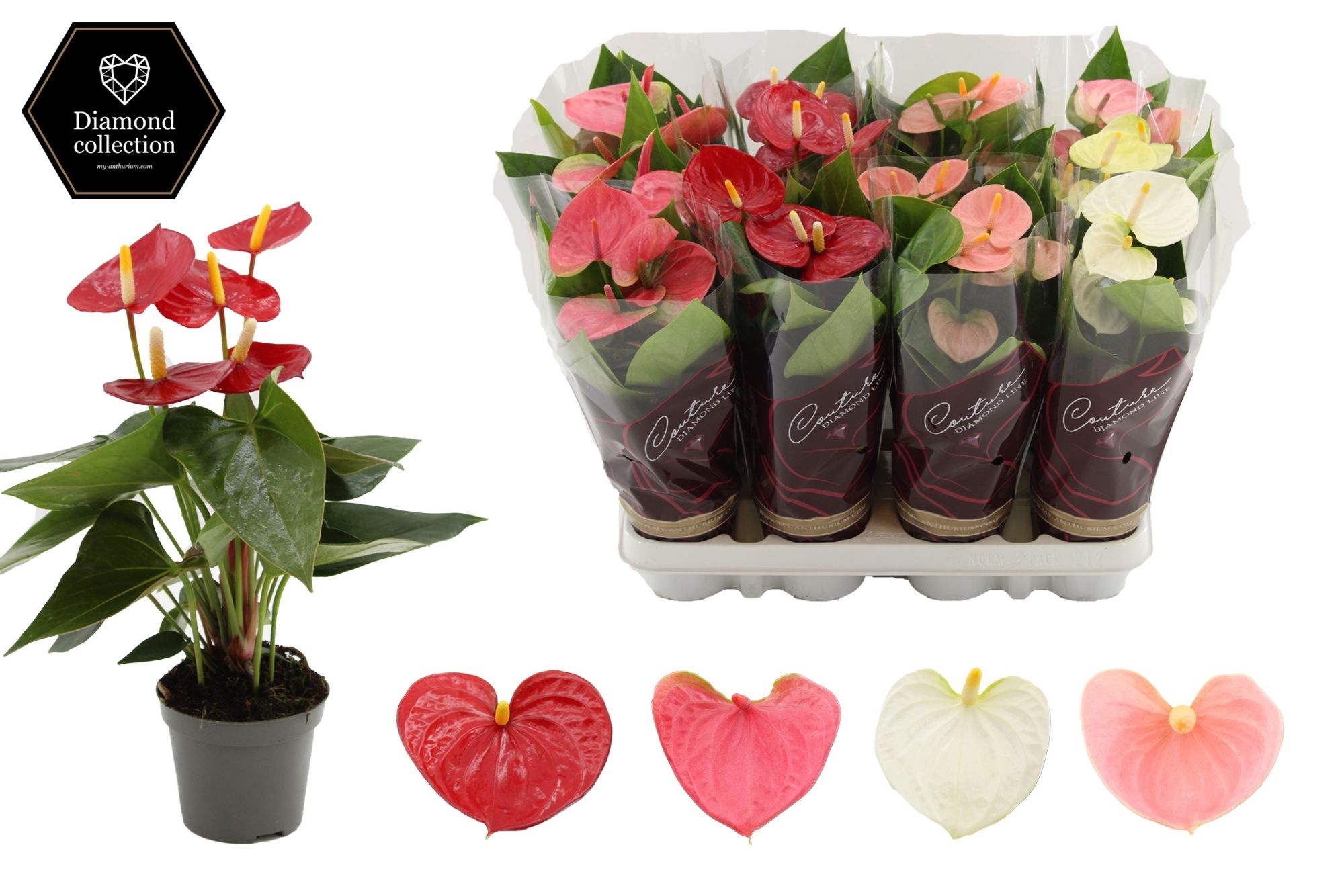 Anthurium 9 cm 3 color mix - Diamond sleeve, D 9
