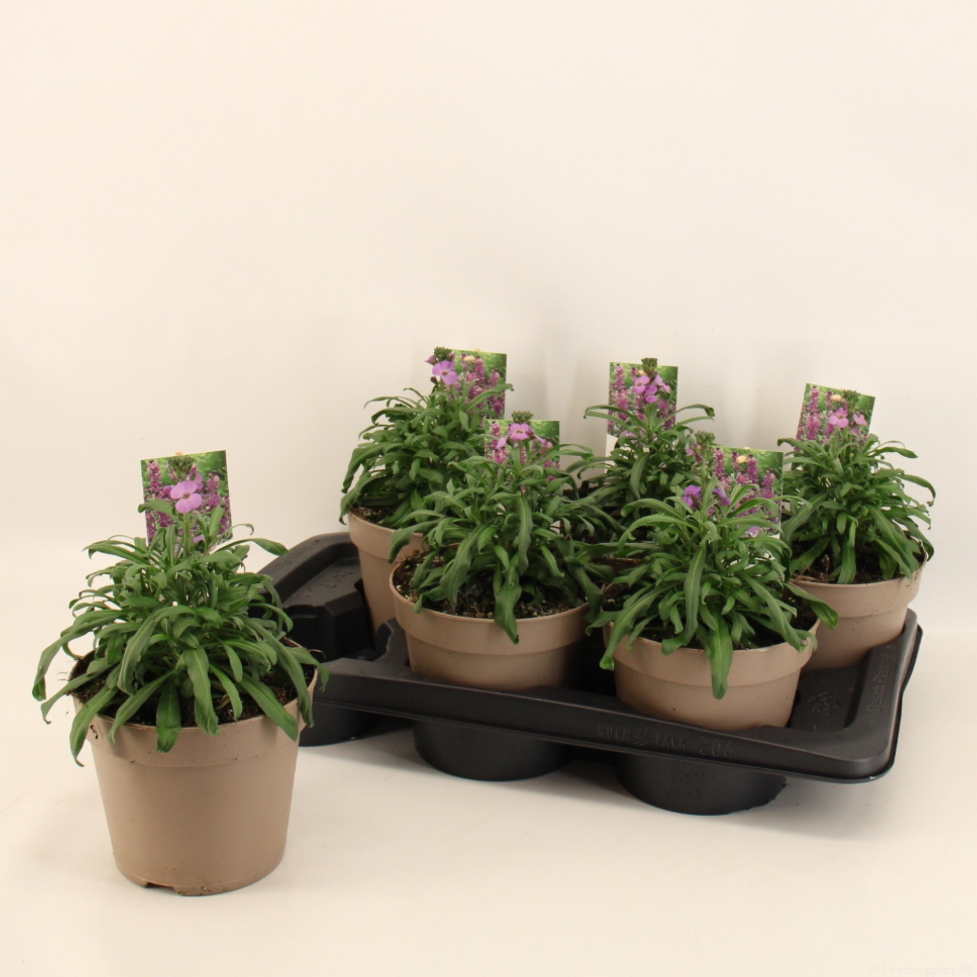 Erysimum Linifolium Super Bowl Mauve 17cm, D 17