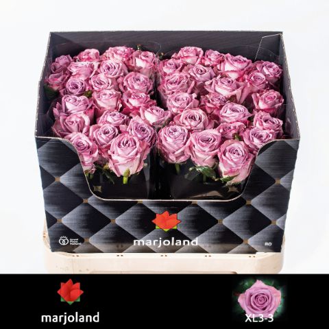 Роза од. Наели! 80, шт.