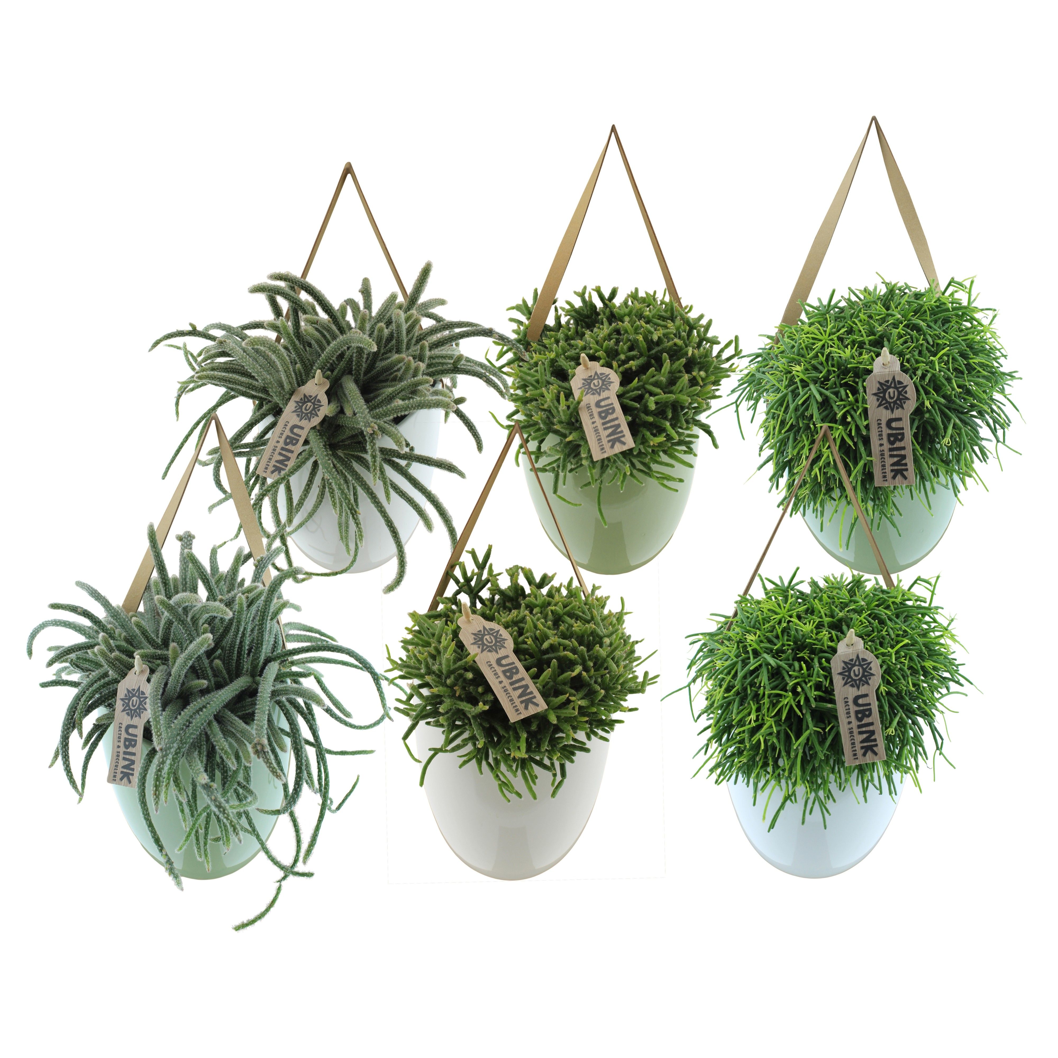 Rhipsalis in hangpot met displaydoosje, D 12
