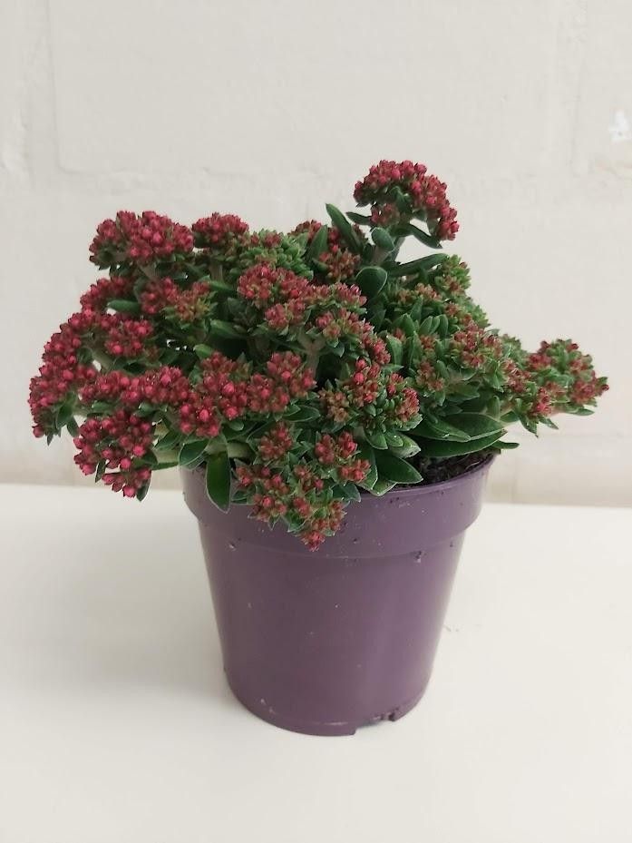 528 PLC : P12 Crassula overige, D 12