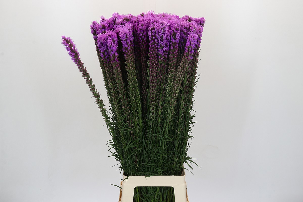 Лиатрис Спиката 90 (фиолет.), шт.