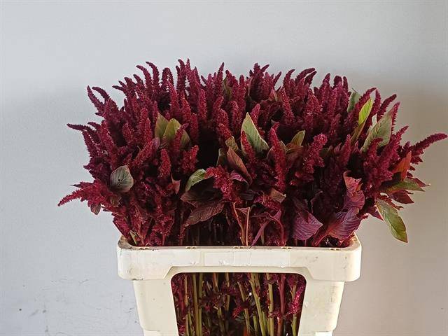 Амарантус Ушберг 60, шт.