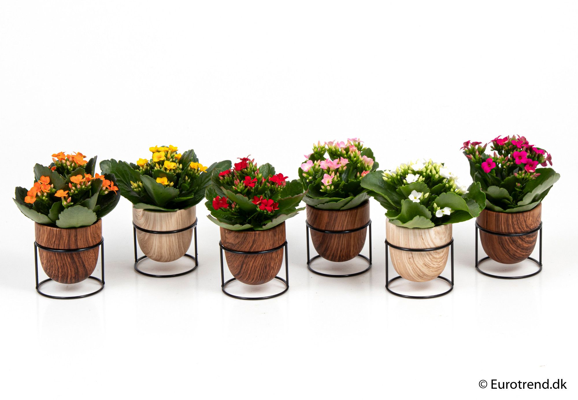 Kalanchoe in metal pot - New Look 2025, D 6