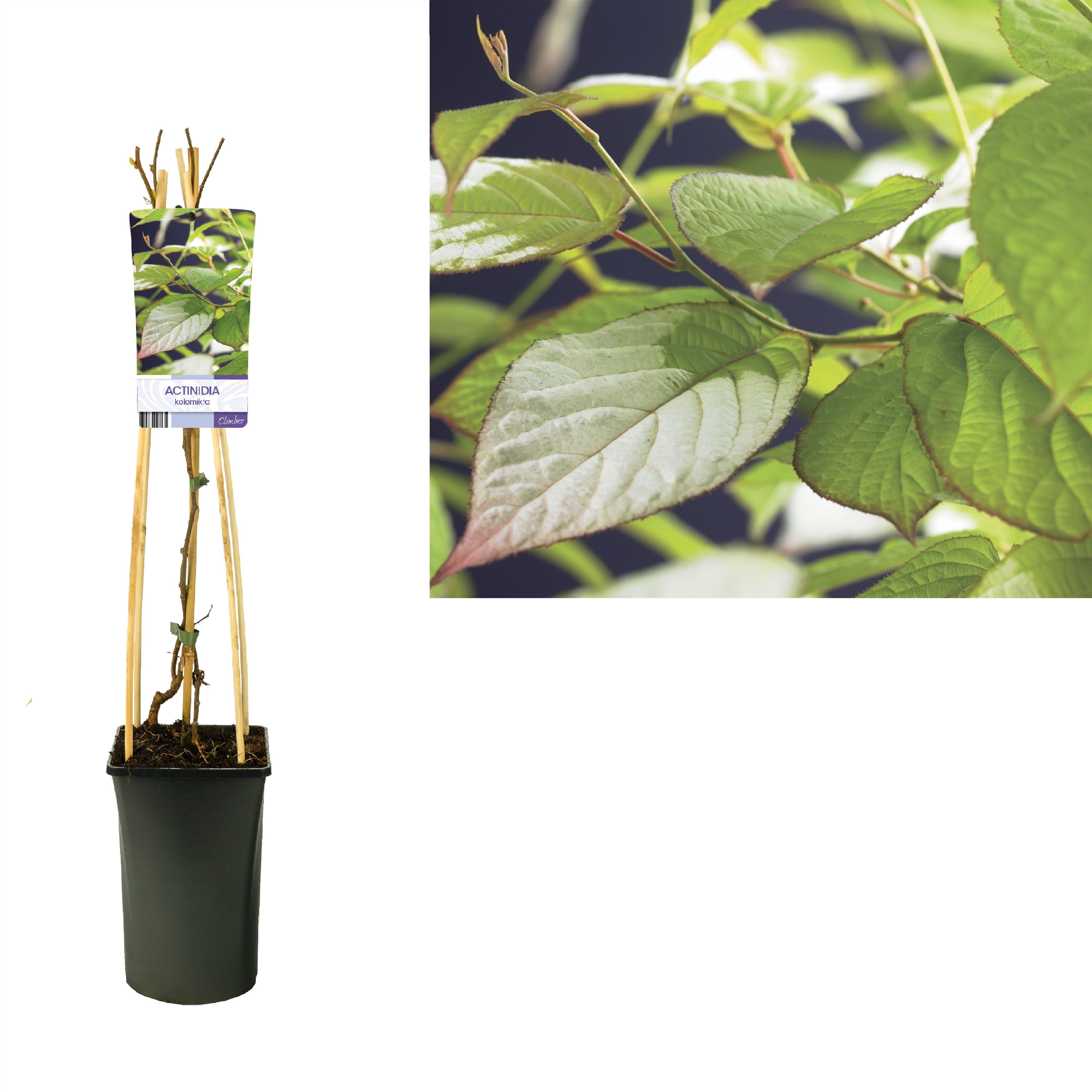 Actinidia kolomikta +light label, D 17 cm Actinidia kolomikta +light label, D 17 cm