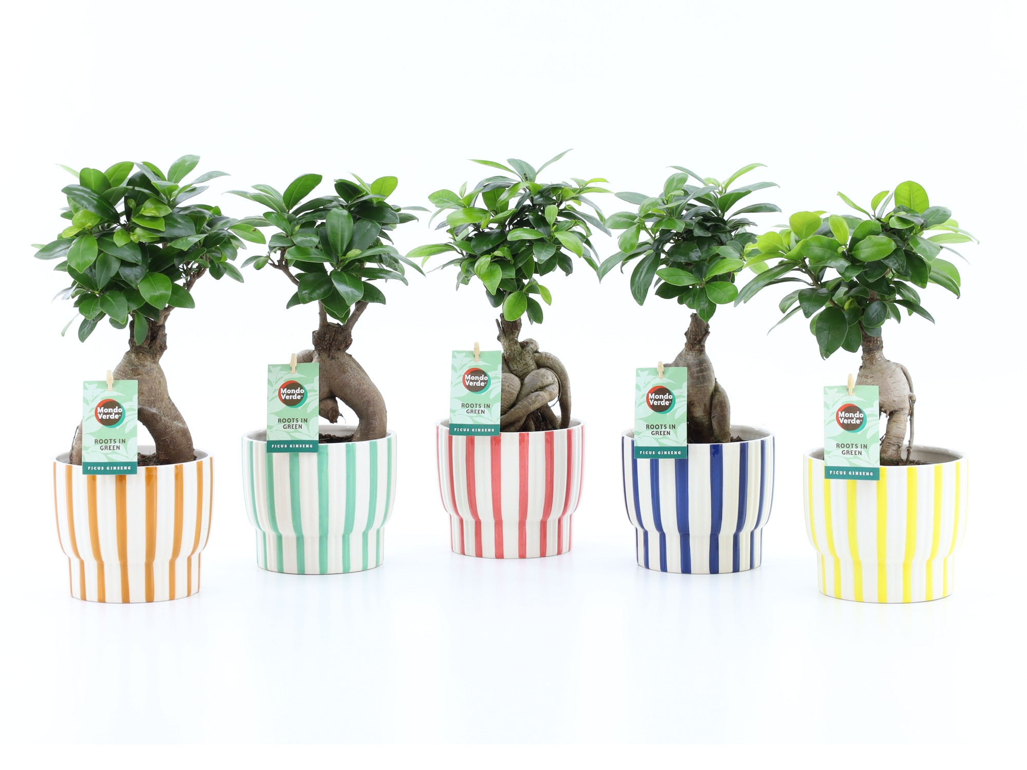 Ficus micr. Ginseng in Pastel Stripe keramiek, D 13