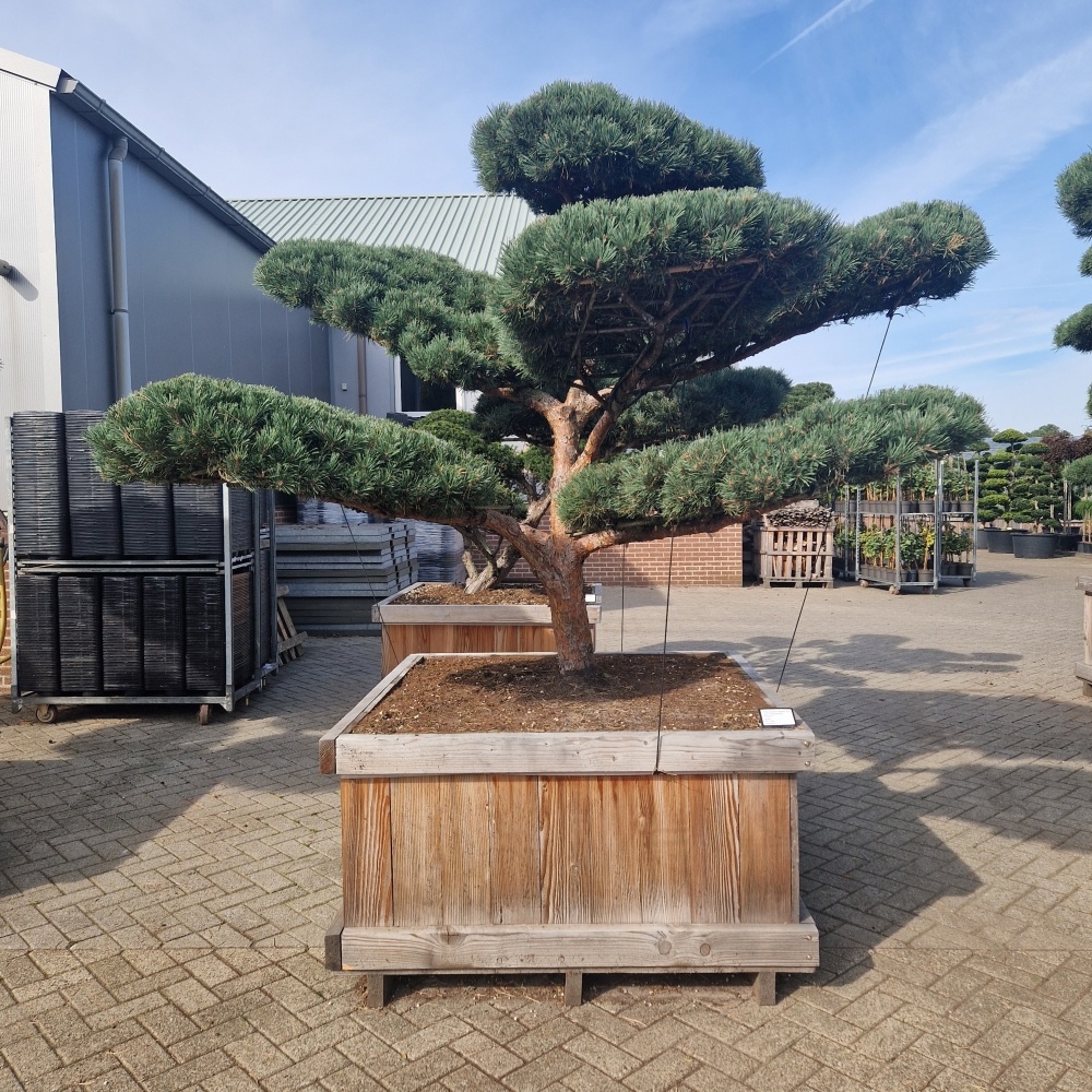 Pinus sylvestris 'Watereri' Nr.5, D 120 cm