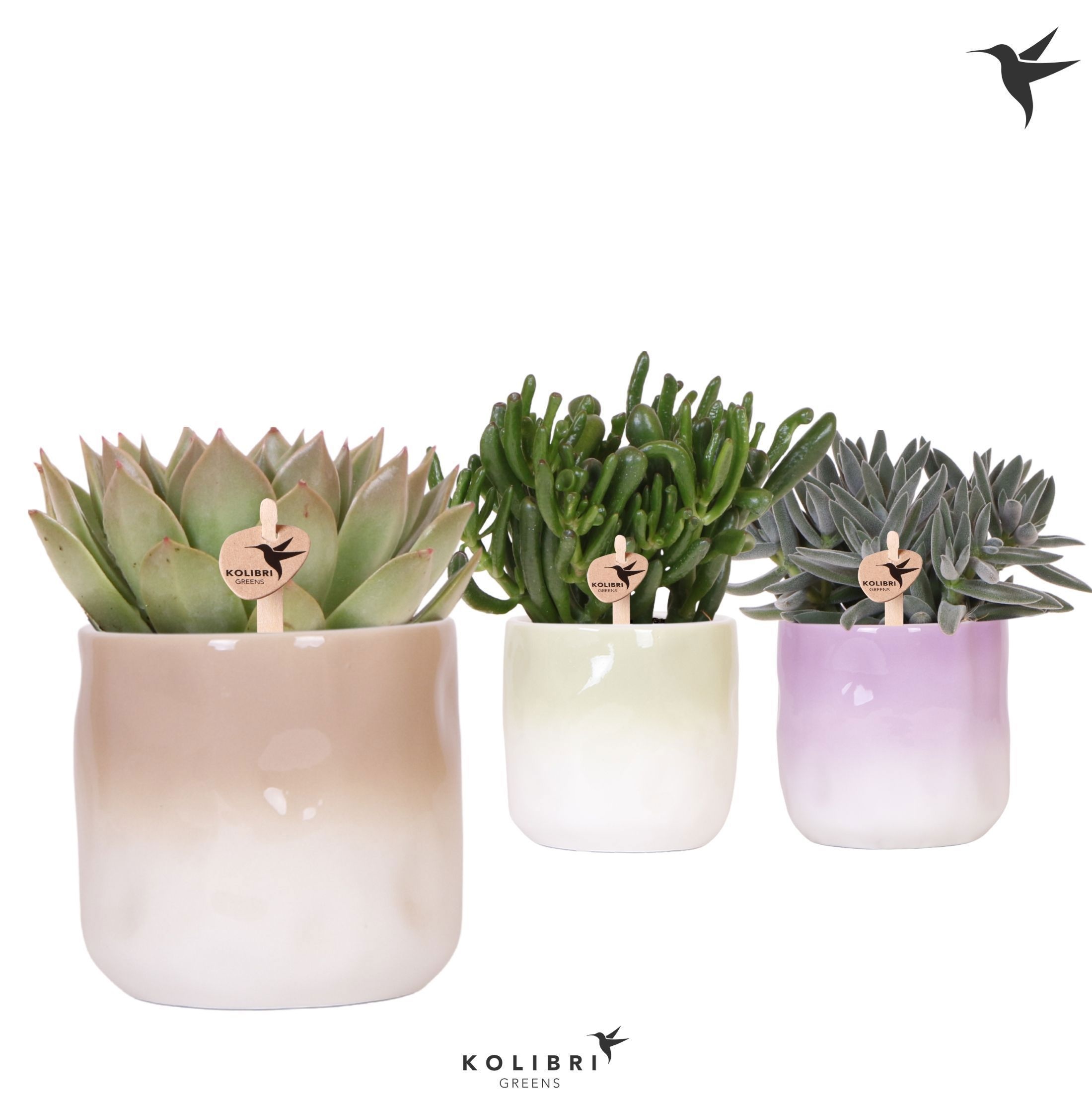 Succulenten mix in Gradience pot mix, D 12