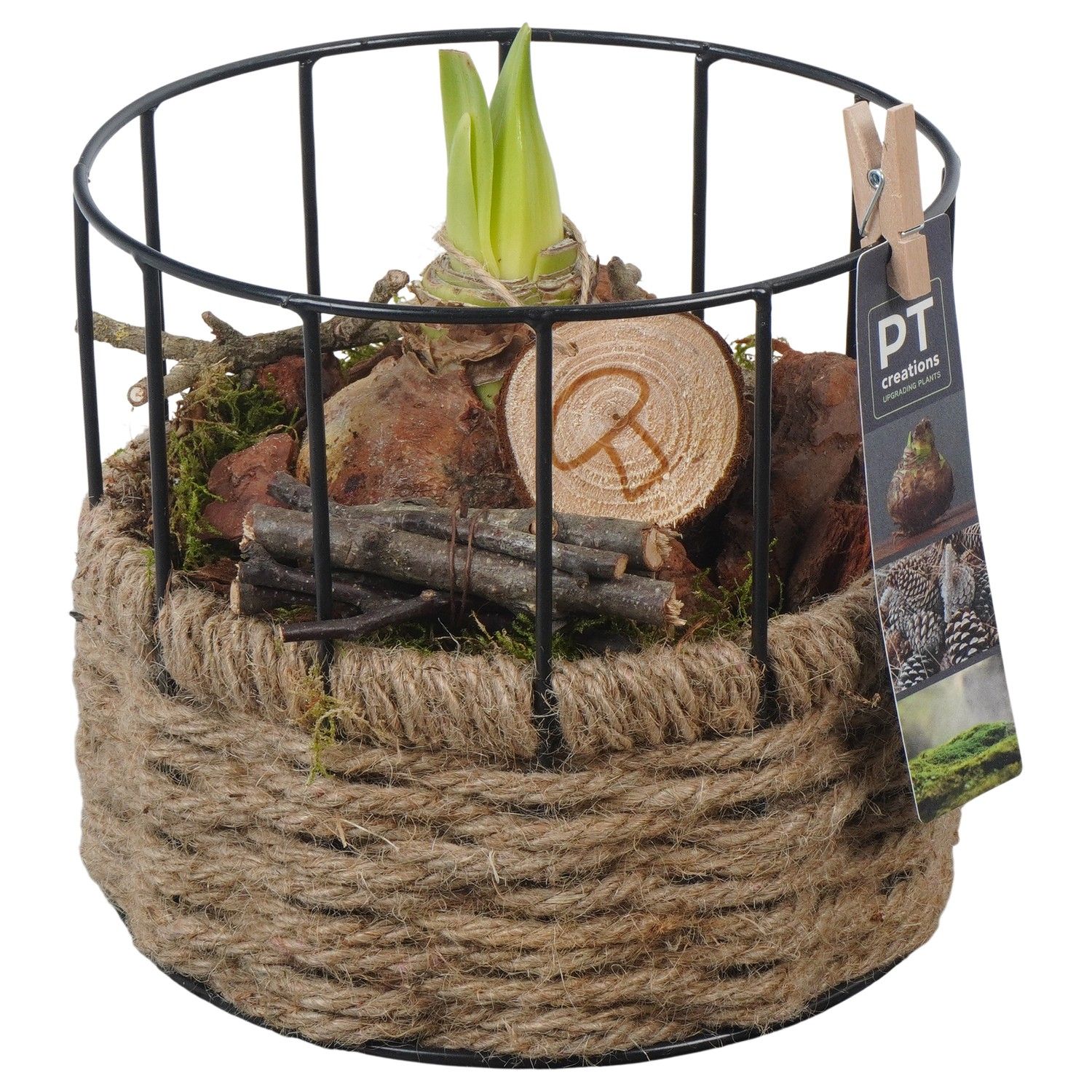 PTAA7557 Arrangement Amaryllis in touw mand met metaal, D 17 cm