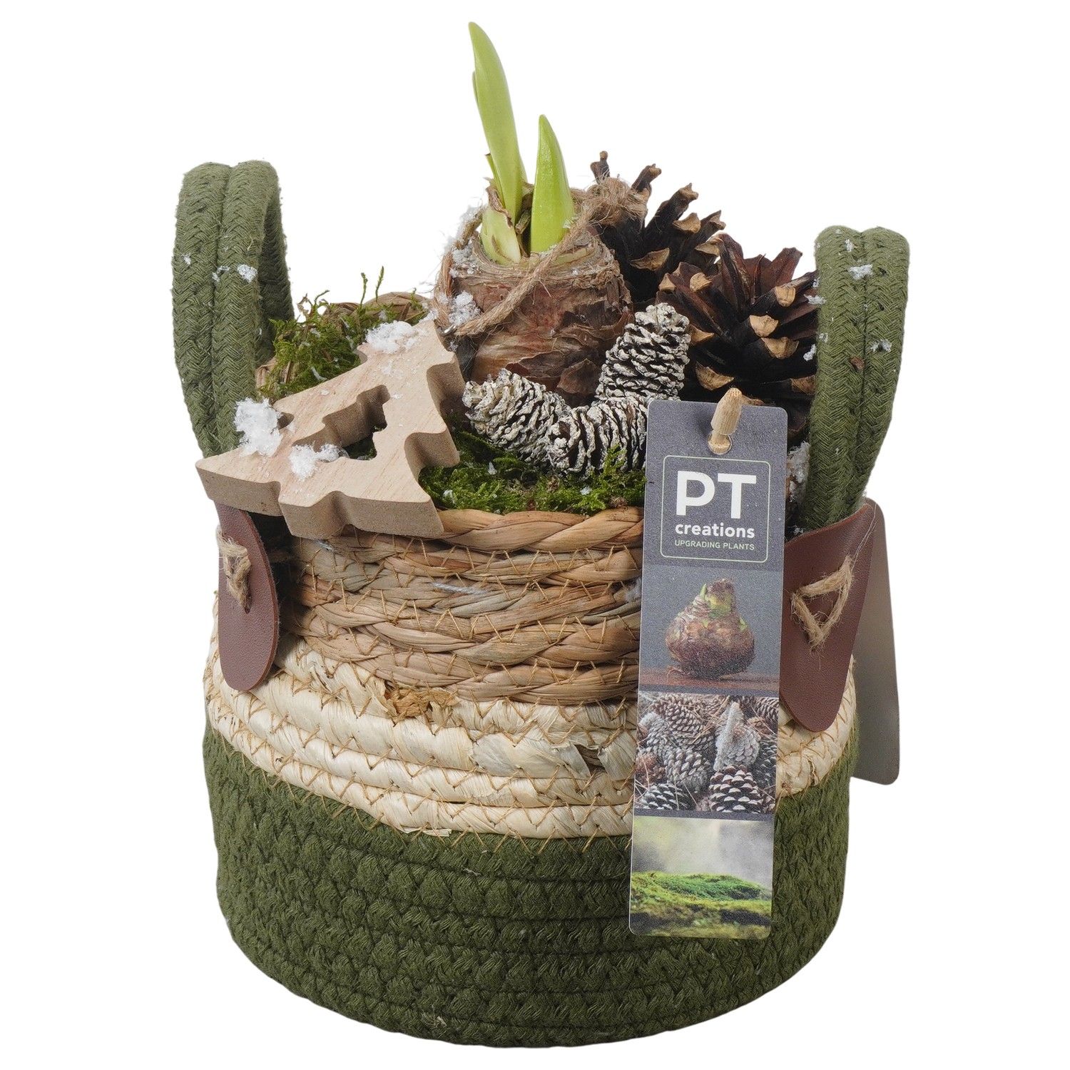 PTACH5899 Arrangement Amaryllis Christmas in rieten mand, D 13 cm