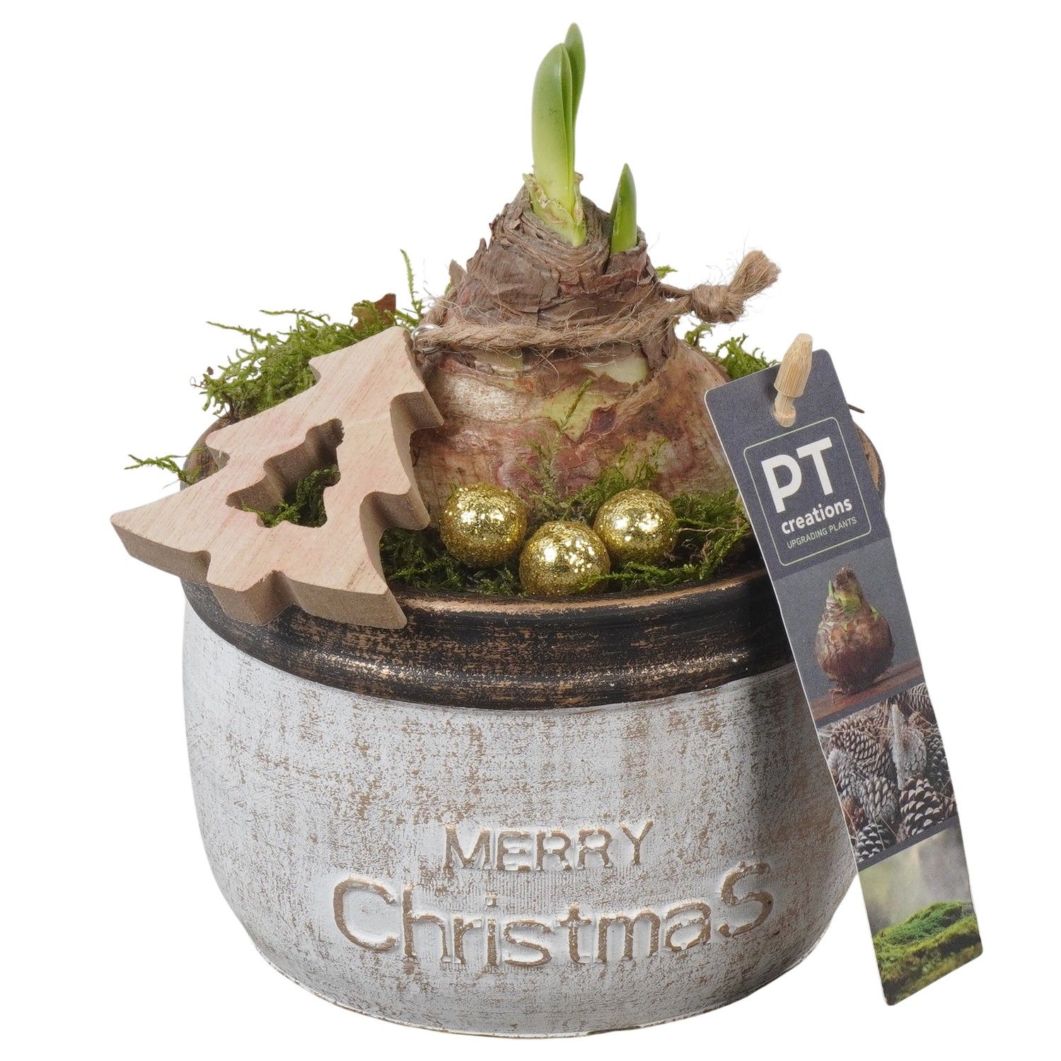 PTACH5846 Arrangement Amaryllis Christmas in beton pot, D 13 cm PTACH5846 Arrangement Amaryllis Christmas in beton pot, D 13 cm