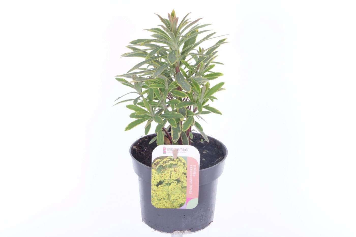 Euphorbia martinii Ascott Rainbow, D 13 cm