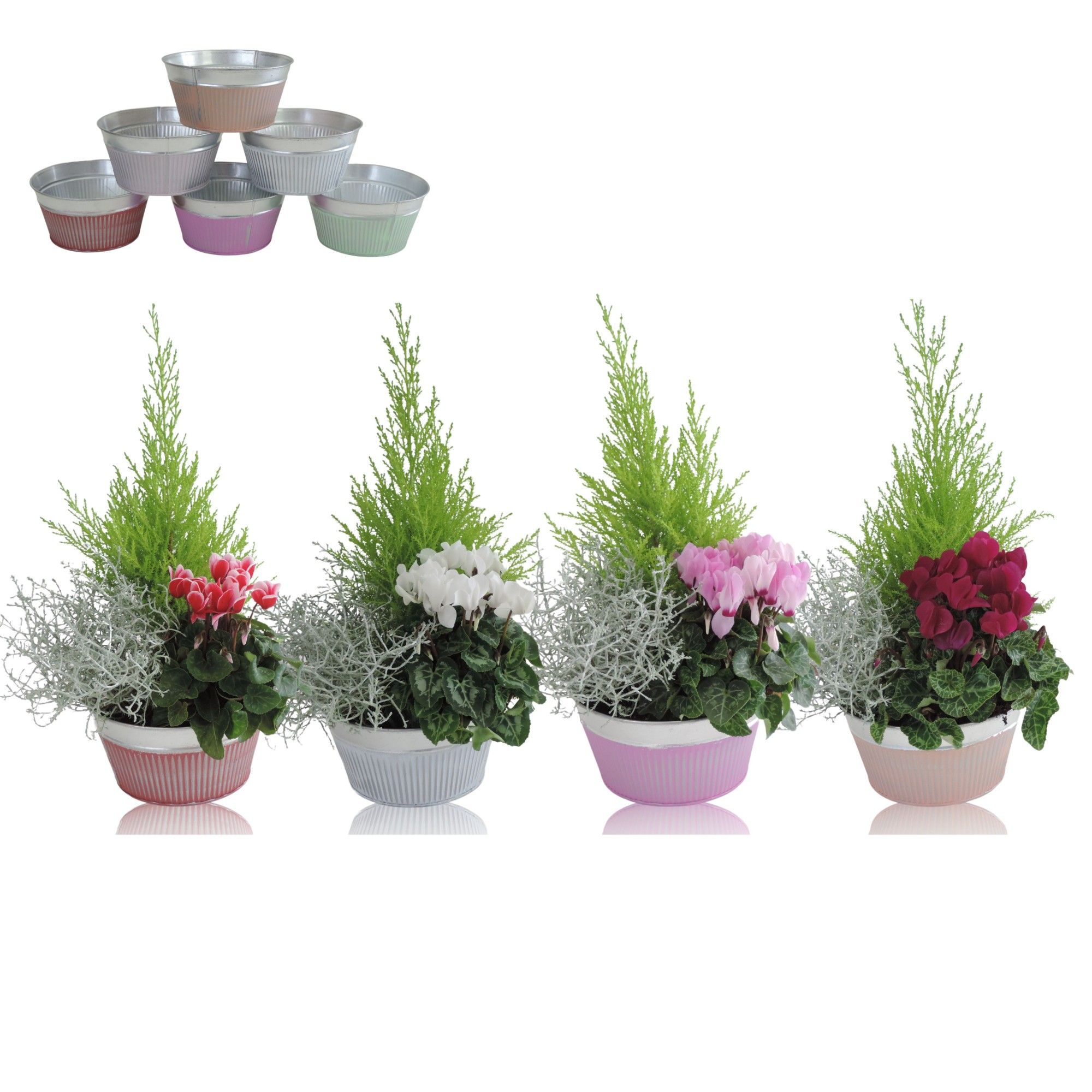 Collectie Floor Arrangement in Schaal 18 cm, D 18