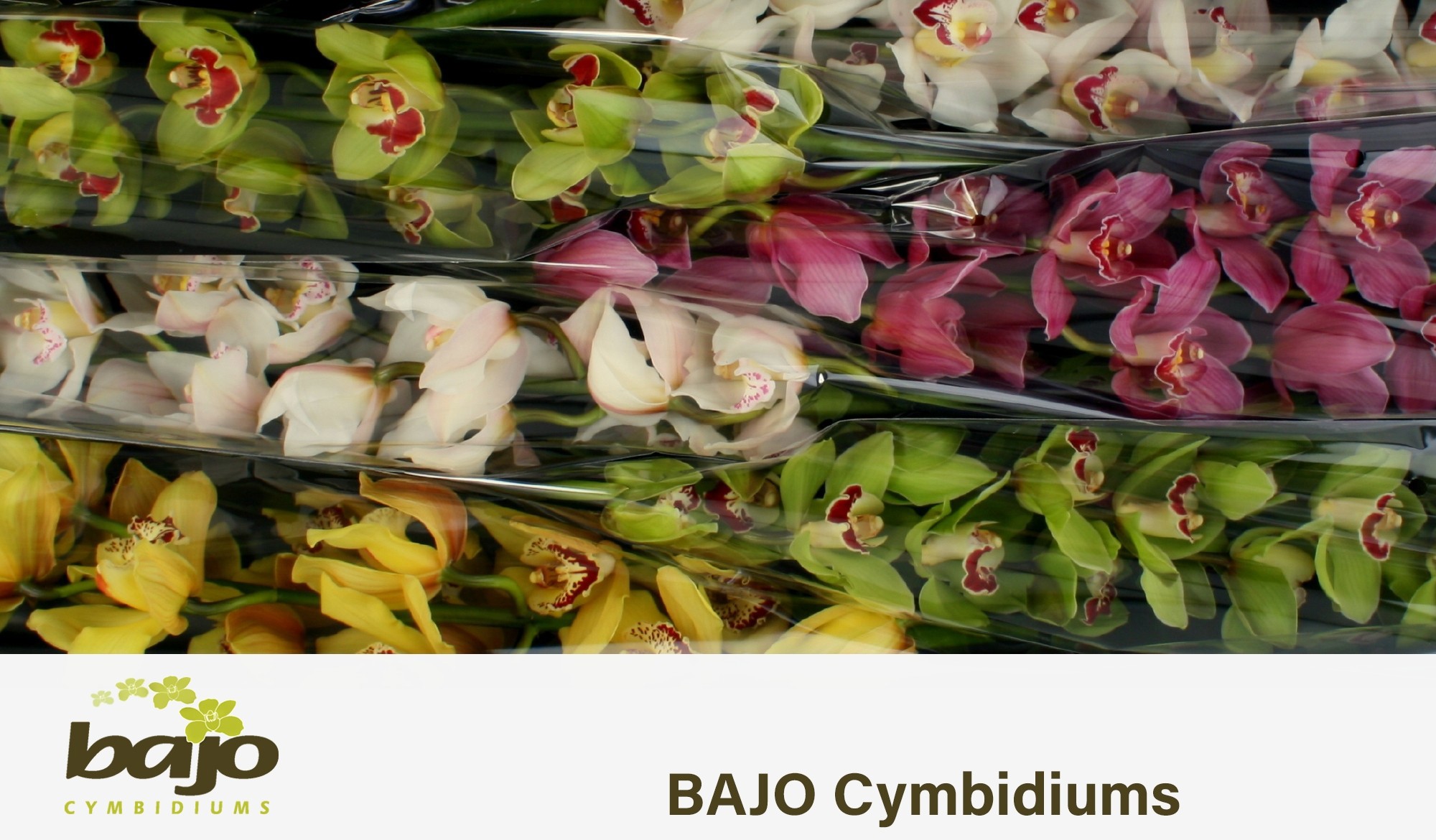 Цимбидиум Микс x6 70, шт.