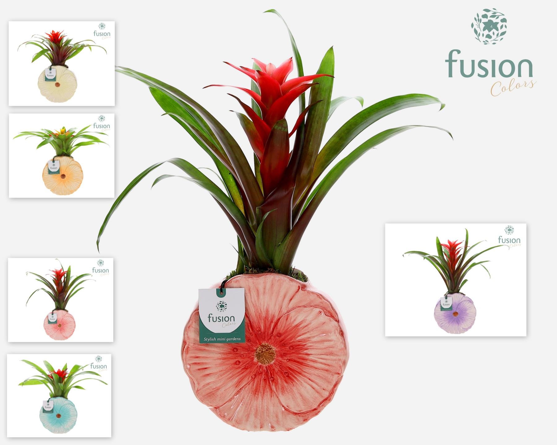 Keramiek Medium pot met Guzmania, D 18