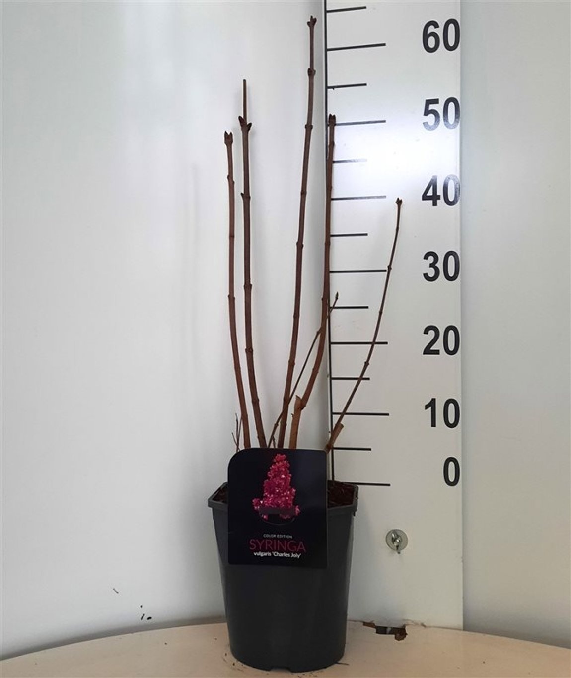 Syringa vulgaris 'Charles Joly' 4-5 tak, D 21