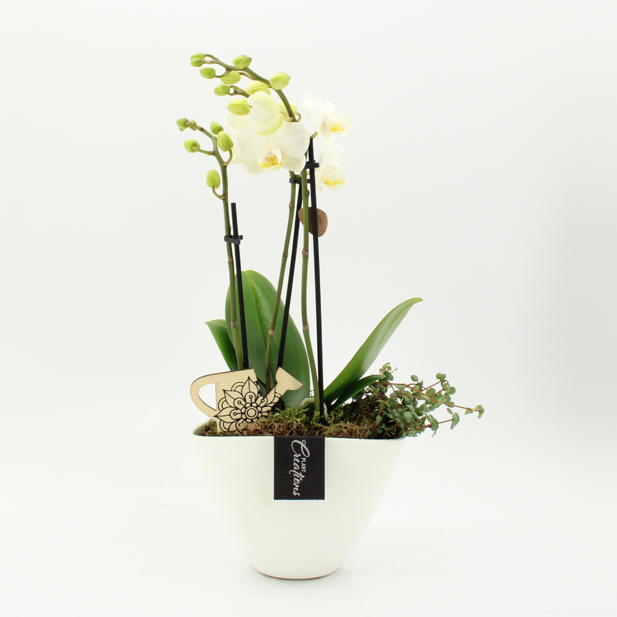 PHAL-2626W Phalaenopsis creatie, D 19