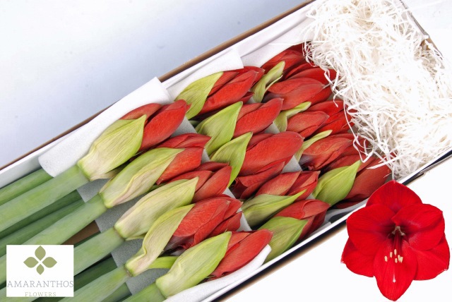 Амарилис Рэд Лион (красн.) x15, шт.