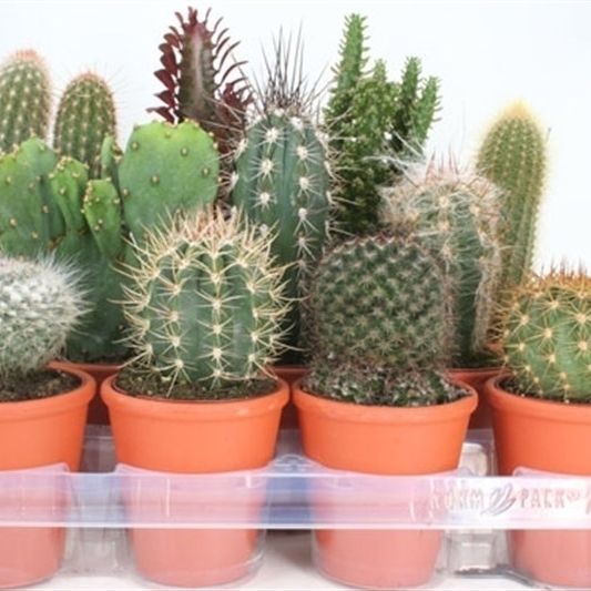 93 cactus in rozenpot 8,5 cm, D 9,5