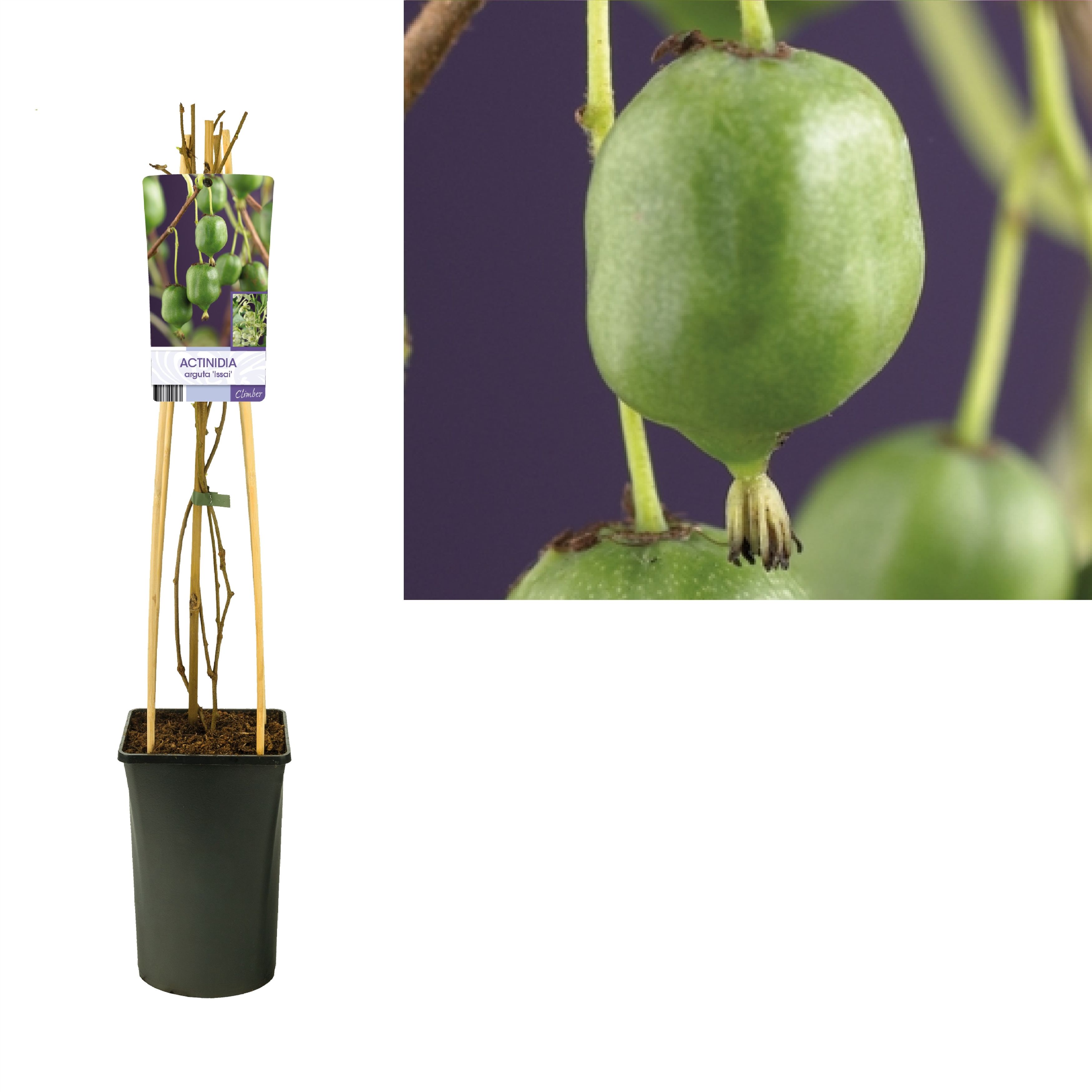 Actinidia arguta 'Issai' +light label, D 17 cm Actinidia arguta 'Issai' +light label, D 17 cm