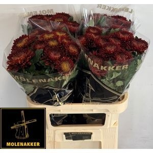 Хризантема од. Лайка Рэд 80, шт.