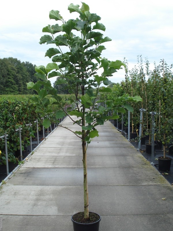 Magnolia 'Galaxy', D 34