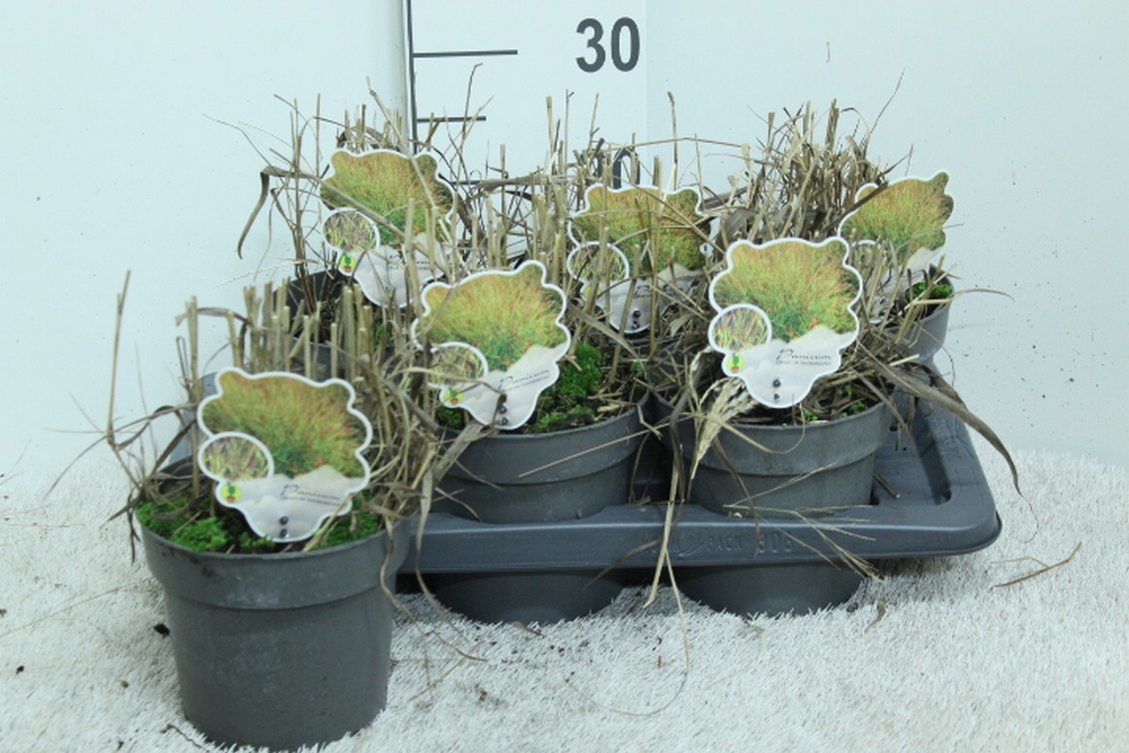 Panicum virg. 'Shenandoah' P17, D 17