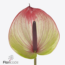 Антуриум Фортезза (зелено-роз.) x16, шт.