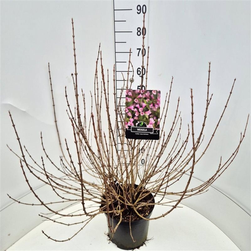 Weigela florida 'Nana Purpurea', D 29