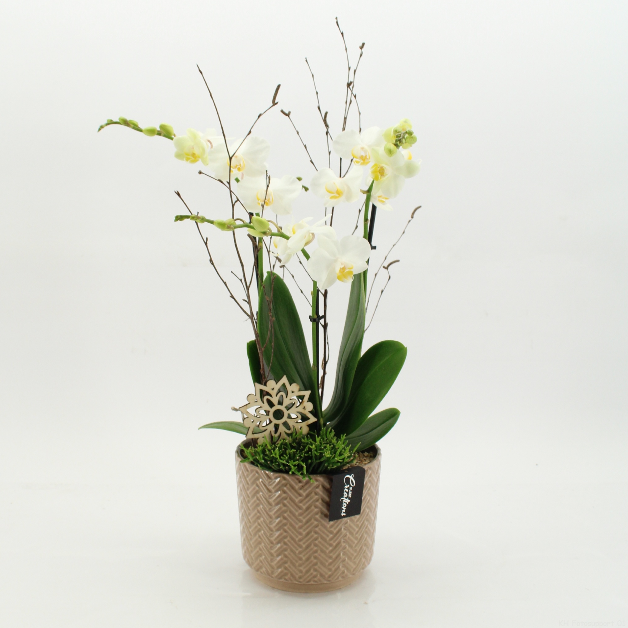 PHAL-2621W Phalaenopsis creatie, D 16