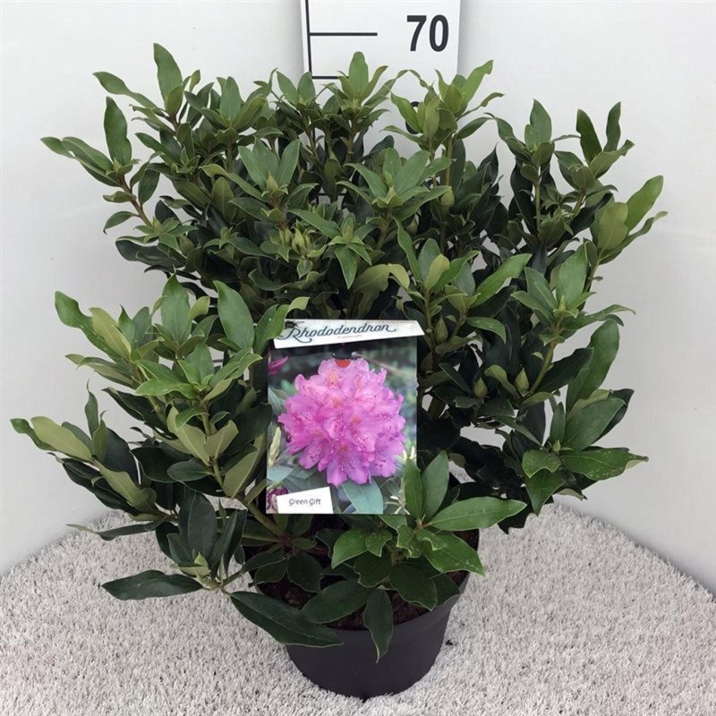 Rhododendron ponticum, D 29