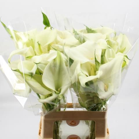 Калла Кэптен Вентура 60, шт.