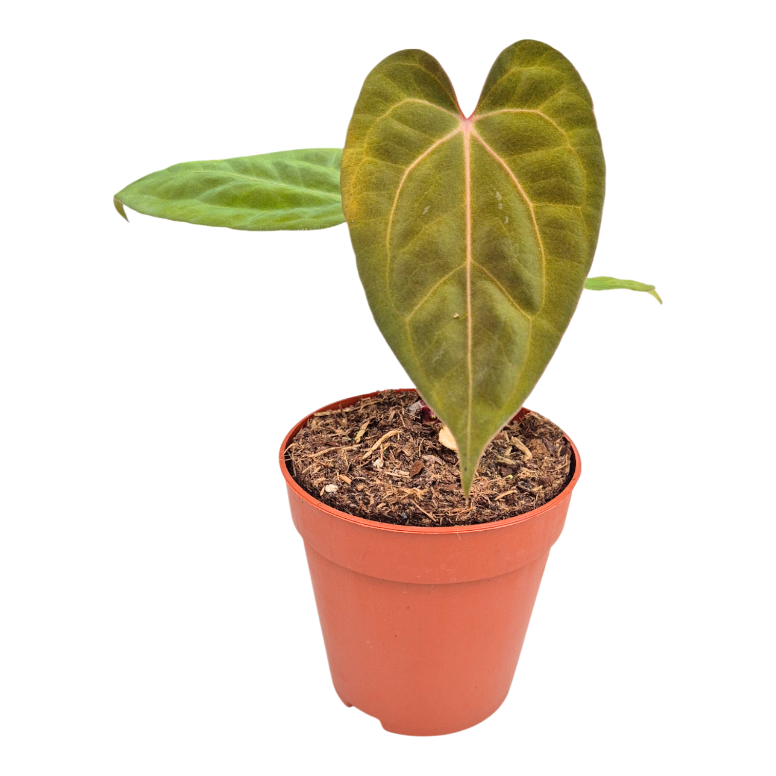 Anthurium Goliath x Bloodqueen, D 9