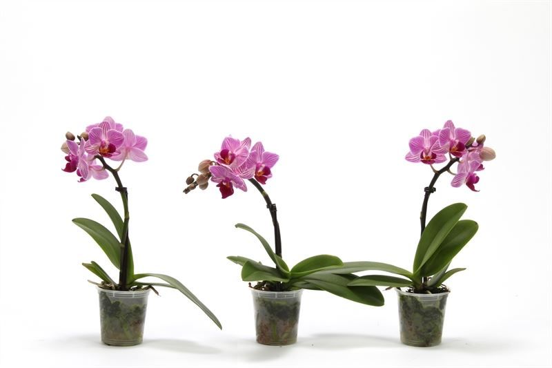 Phal p06 Tiny Dolls pink 1T07+ zonder Aqu@, D 6