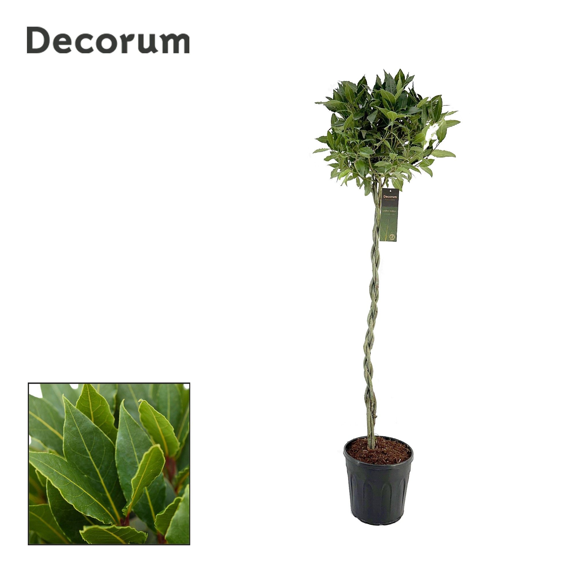 Laurus nobilis Gevlochten stam, D 25