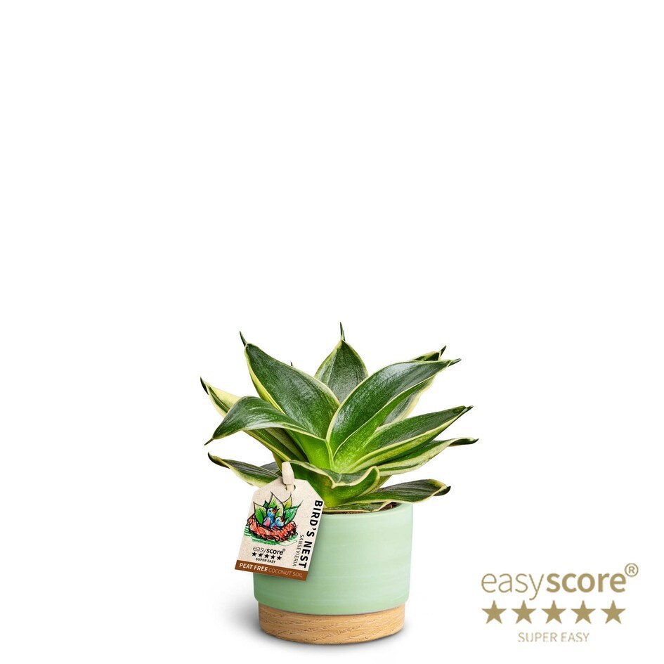 SANSEVIERIA TRIFASCIATA 40633388 WB Matcha Hahnii, D 7 cm