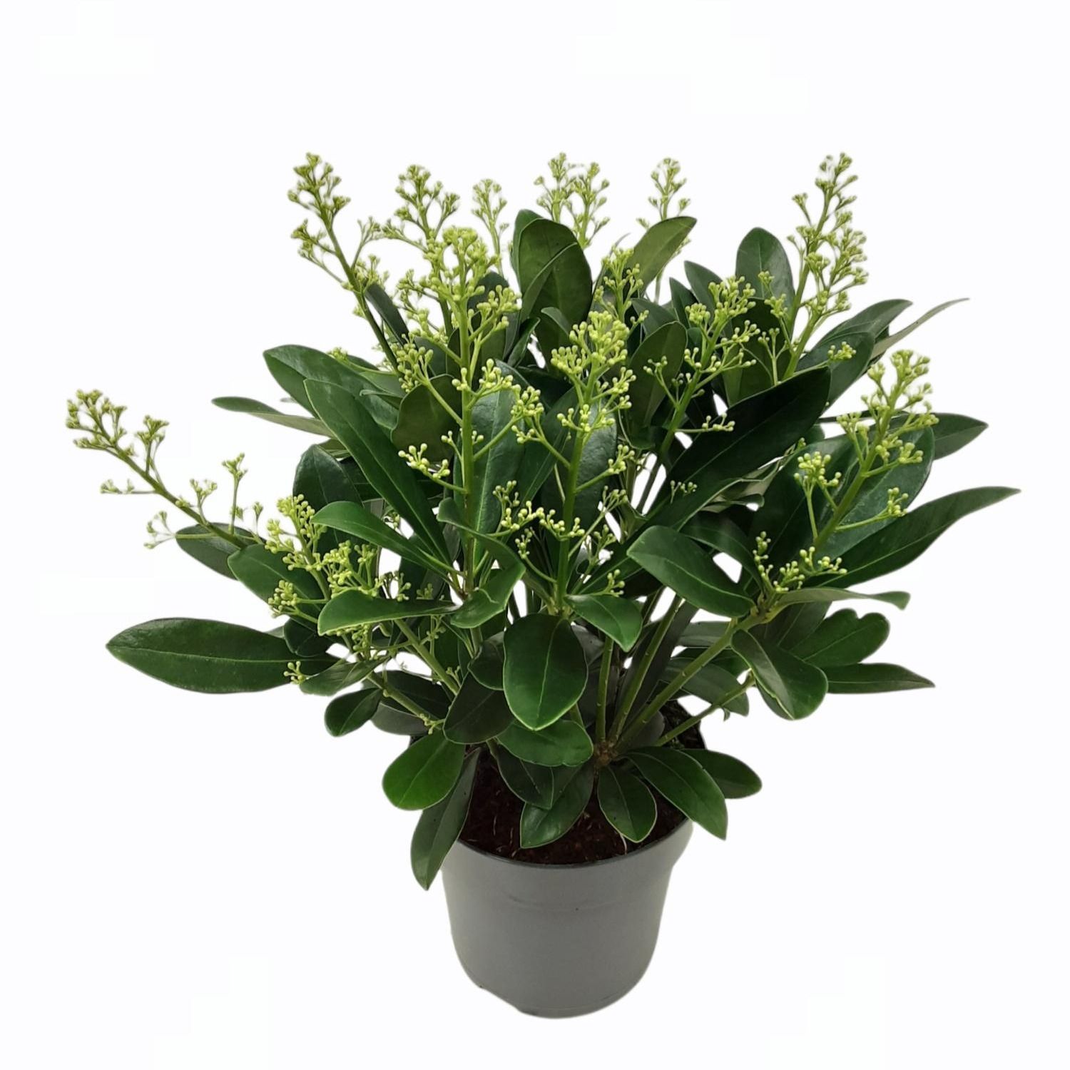 Skimmia jap 'Finchy' 15cm 20+ bloem, D 15 cm