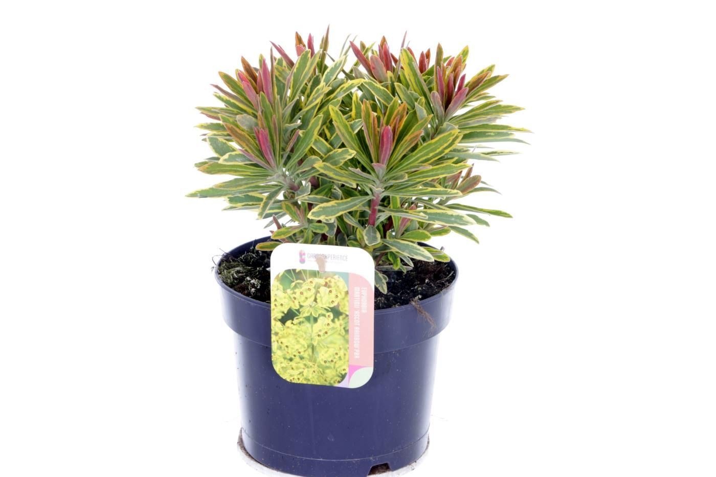 Euphorbia martinii Ascott Rainbow, D 17 cm