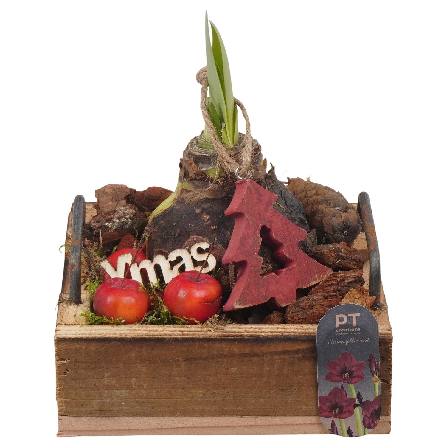 PTACH2541 Arrangement Amaryllis Christmas in houten plateau, D 15