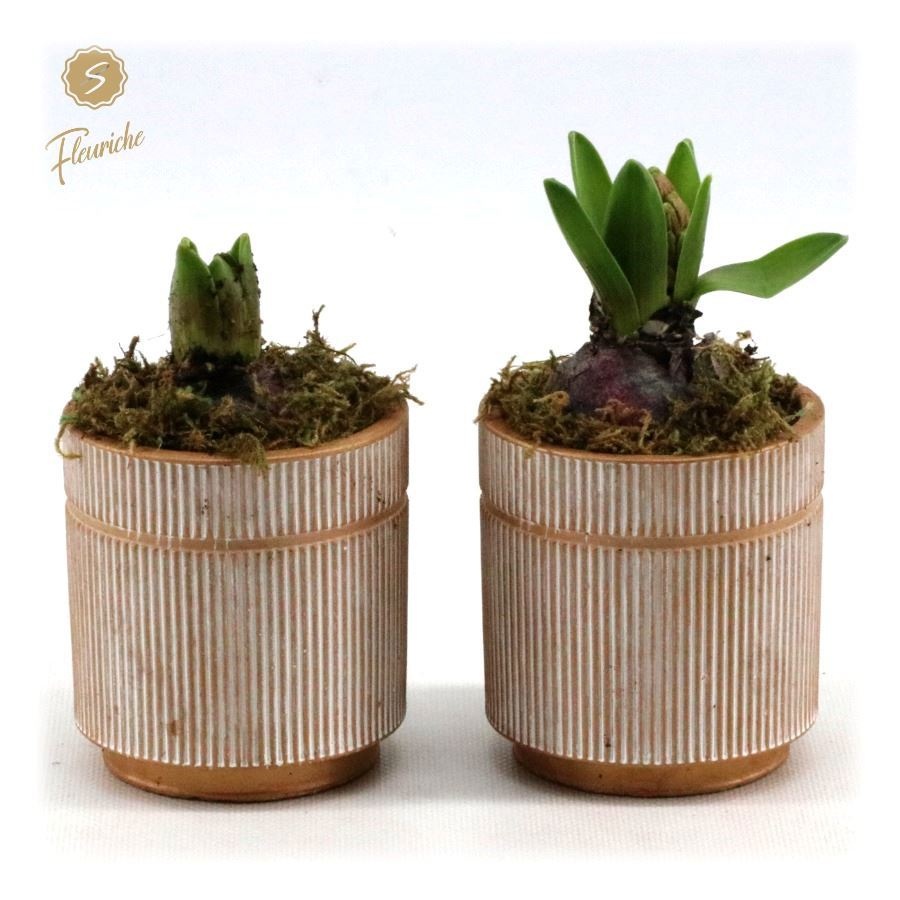 (1618) Hyacint Golden Pot [M] 1PP Mos, D 9 cm