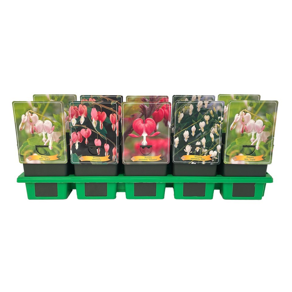 Dicentra spectabilis mix laag P11, D 11