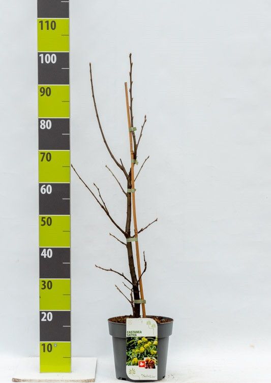 Castanea sativa C 4,6, D 23