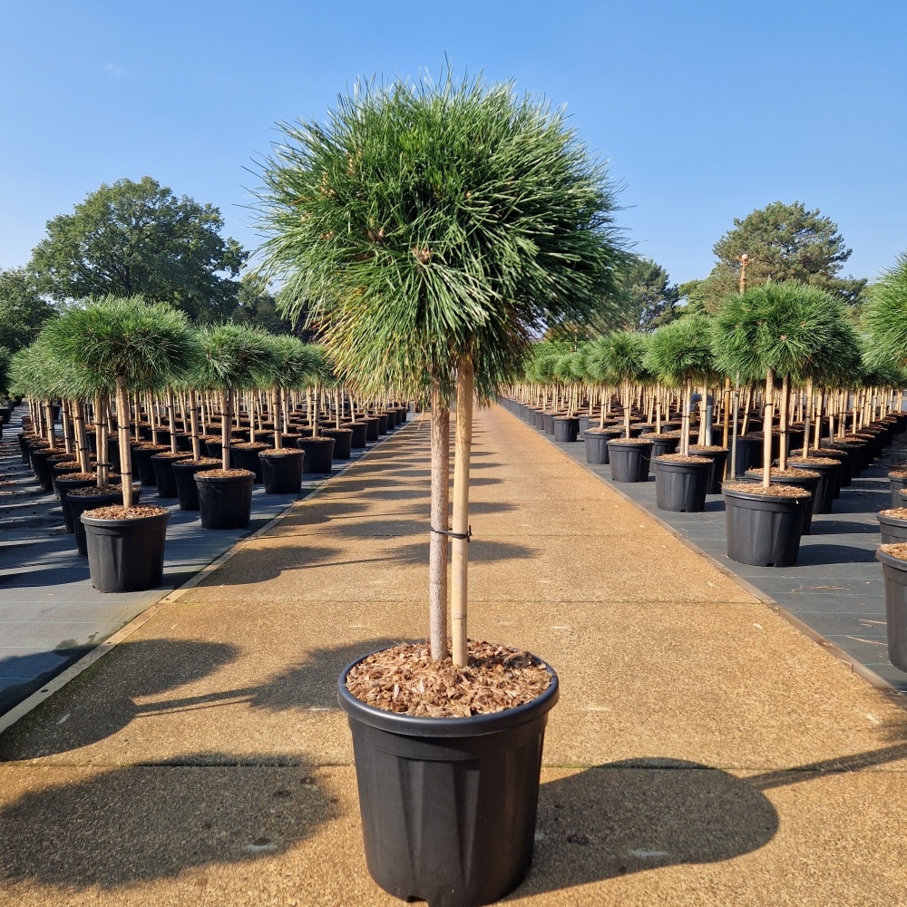 Pinus nigra 'Brepo'®, D 36 cm