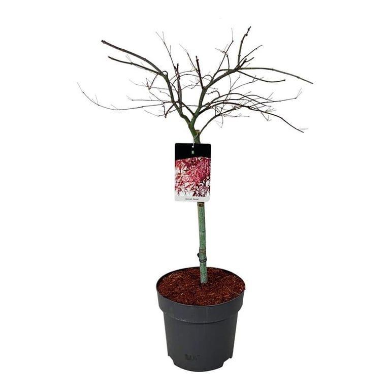 Acer pal. 'Garnet', D 31 cm Acer pal. 'Garnet', D 31 cm