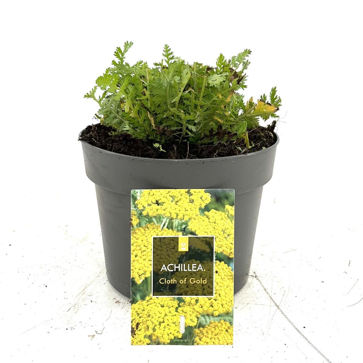 Achillea fil. 'Cloth of Gold', D 17